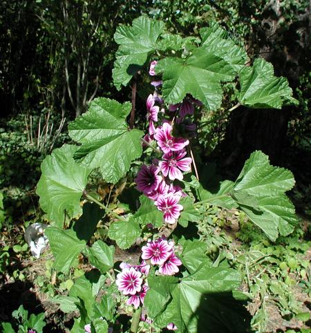  Image name: malva4.jpg 
 width: 450 pixel 
 height: 482 pixel 
 Size: 67495 bytes 
 Click to enlarge 